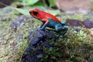 Carara National Park: Guidet gåtur Carara Costa Rica Natur