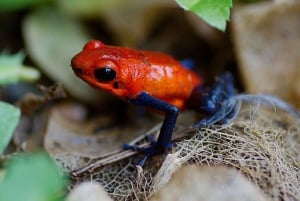Carara National Park: Guidet gåtur Carara Costa Rica Natur