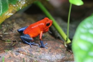 Carara National Park: Guidet gåtur Carara Costa Rica Natur
