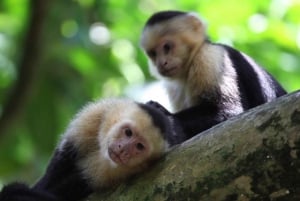 Carara National Park: Guidet gåtur Carara Costa Rica Natur