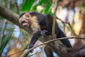 Carara nationalpark: Guidad vandring Carara Costa Rica Natur
