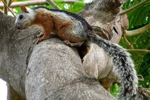 Carara National Park: Guidet gåtur Carara Costa Rica Natur