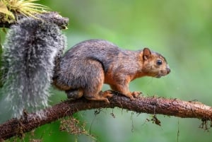 Carara National Park: Guidet gåtur Carara Costa Rica Natur