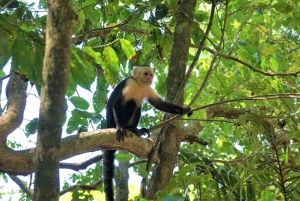 Carara National Park: Guided Walk Carara Costa Rica Nature