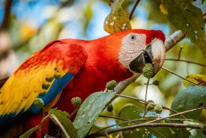 Carara nationalpark: Guidad vandring Carara Costa Rica Natur