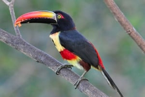 Carara nationalpark: Guidad vandring Carara Costa Rica Natur