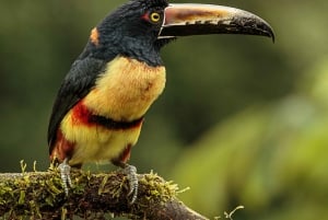 Carara nationalpark: Guidad vandring Carara Costa Rica Natur