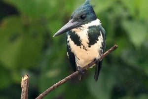 Carara nationalpark: Guidad vandring Carara Costa Rica Natur