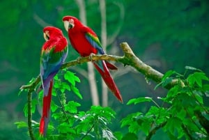 Carara nationalpark: Guidad vandring Carara Costa Rica Natur