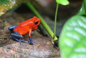 Carara nationalpark: Guidad vandring Carara Costa Rica Natur