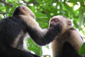 Carara nationalpark: Guidad vandring Carara Costa Rica Natur