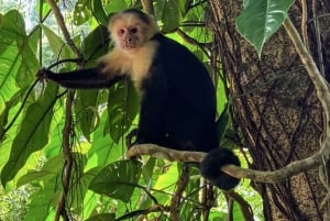 Carara nationalpark: Guidad vandring Carara Costa Rica Natur