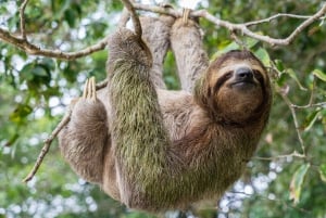 Carara nationalpark: Guidad vandring Carara Costa Rica Natur