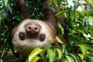 Carara nationalpark: Guidad vandring Carara Costa Rica Natur