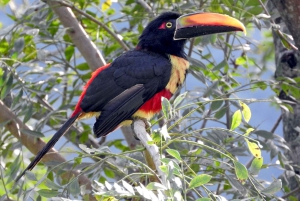 Carara National Park: Guidet gåtur Carara Costa Rica Natur