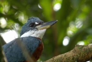Carara National Park: Guidet gåtur Carara Costa Rica Natur