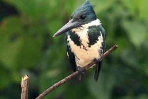 Carara National Park: Guidet gåtur Carara Costa Rica Natur