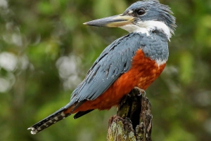 Carara National Park: Guidet gåtur Carara Costa Rica Natur