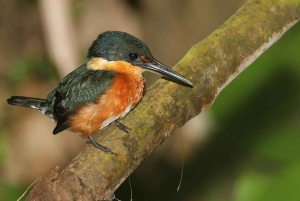 Carara National Park: Guidet gåtur Carara Costa Rica Natur