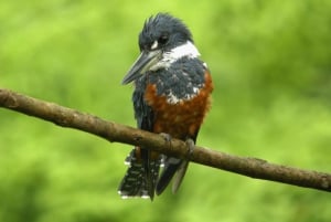 Carara National Park: Guidet gåtur Carara Costa Rica Natur