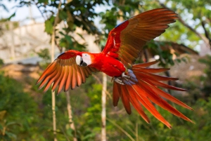 Carara National Park: Guidet gåtur Carara Costa Rica Natur