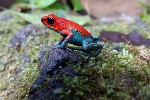 Carara National Park: Guidet gåtur Carara Costa Rica Natur