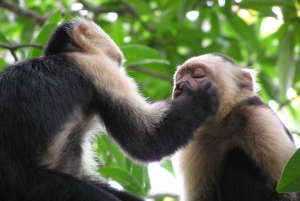 Carara National Park: Guidet gåtur Carara Costa Rica Natur