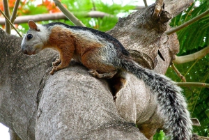 Carara National Park: Guidet gåtur Carara Costa Rica Natur