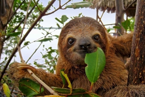 Carara National Park: Guidet gåtur Carara Costa Rica Natur