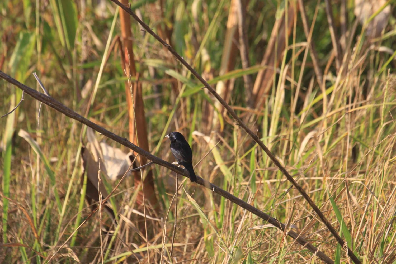 Tour del Parco Nazionale della Carara