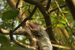 Carara National Park Tour