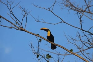 Carara National Park Tour