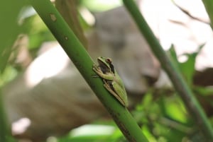 Carara National Park Tour