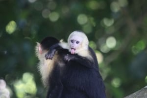 Carara National Park Tour