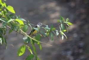 Carara National Park Tour