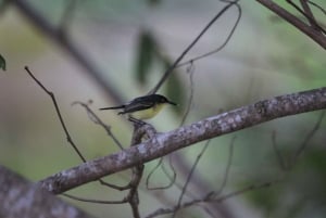 Carara National Park Tour