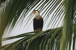 Tour del Parco Nazionale della Carara