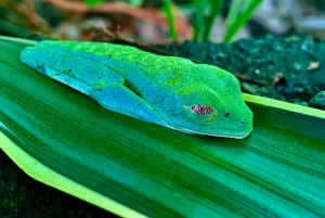 Puerto Limón: Tortuguero, Maratopia, Cahuita, banana plantation, and much more: Tour