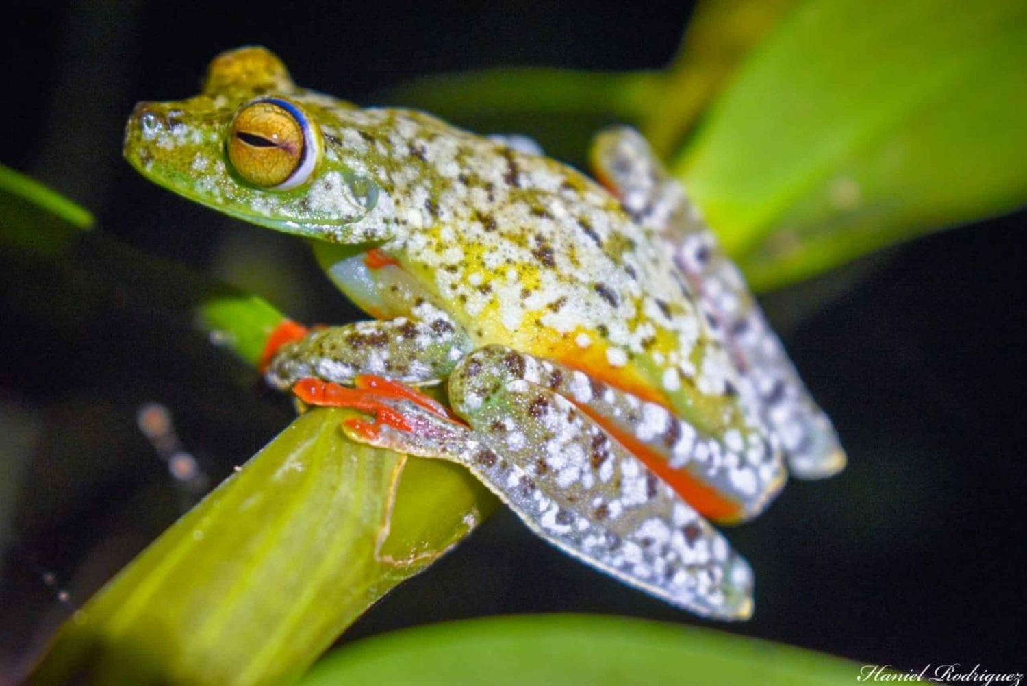 Karaibska wędrówka w świetle księżyca