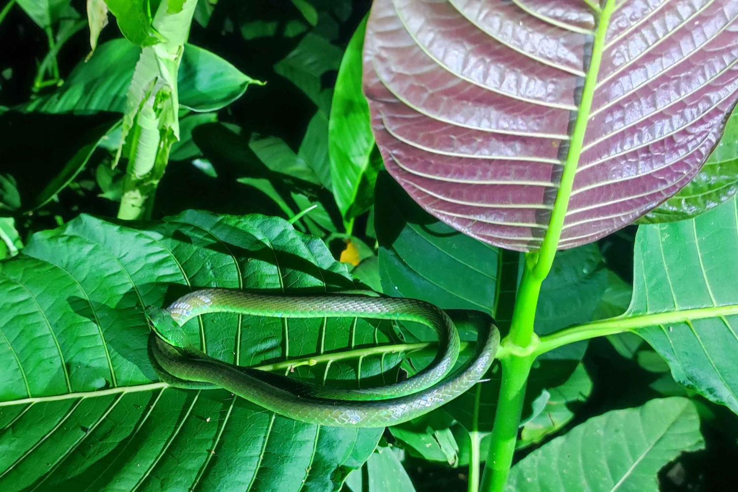 Karaibska wędrówka w świetle księżyca