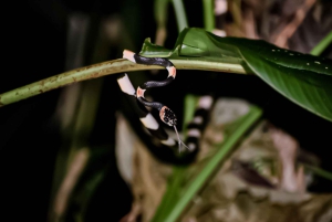 Karaibska wędrówka w świetle księżyca