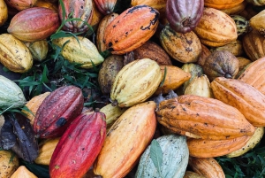 Elaboración de chocolate en una aldea indígena y visita a la cascada