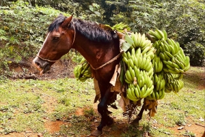 Elaboración de chocolate en una aldea indígena y visita a la cascada