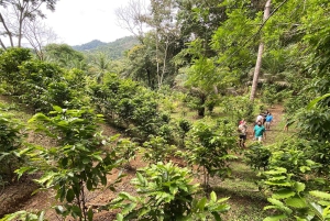 Visita ao chocolate, à baunilha e ao café