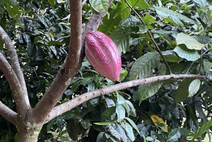 Visita ao chocolate, à baunilha e ao café