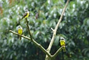 Monteverde Cloud Forest: Curicancha Reserve Nature Tour