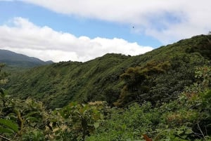 Cloud Forest: Hanging Bridges Tour with a Local Tour Guide