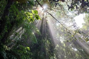 Cloud Forest: Hanging Bridges Tour with a Local Tour Guide