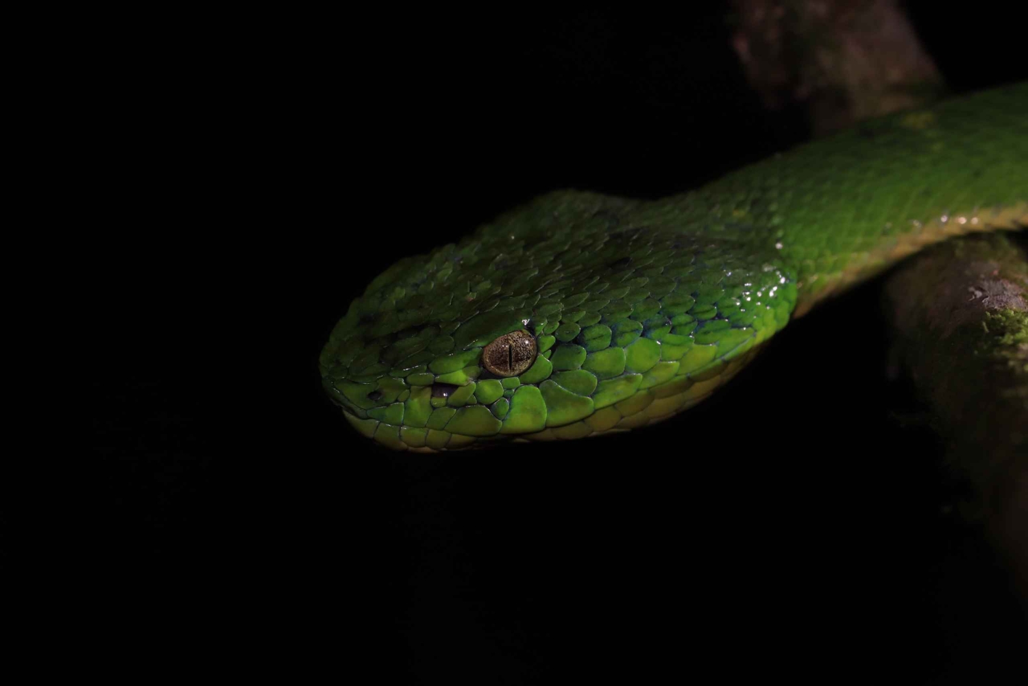 Promenade nocturne dans la forêt des nuages