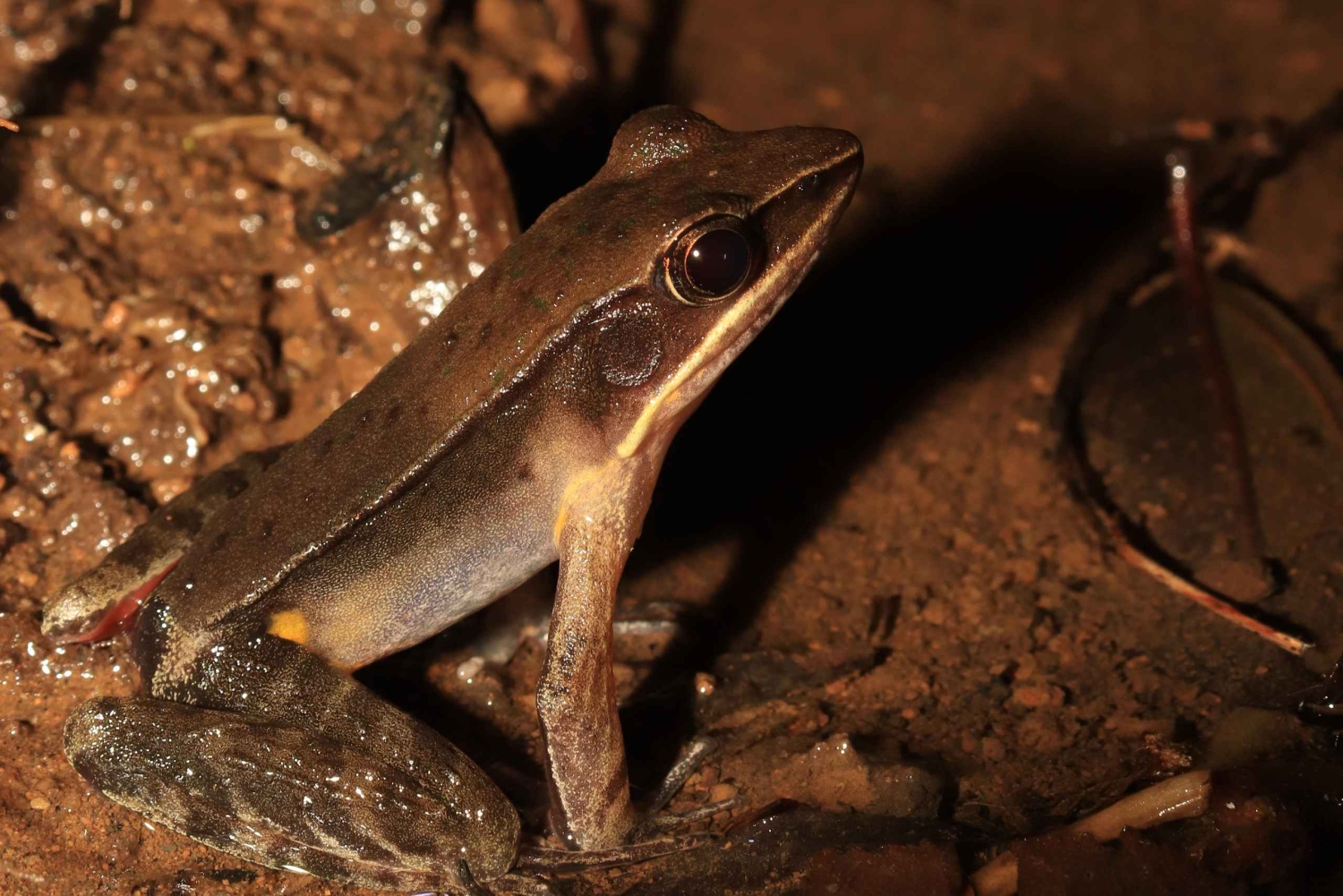 Promenade nocturne dans la forêt des nuages